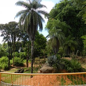 Gorilla exhibit - Belo Horizonte zoo