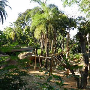 Gorilla exhibit - Belo Horizonte zoo