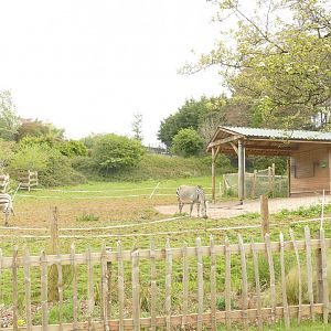 Hartmann's mountain zebra, May 2021