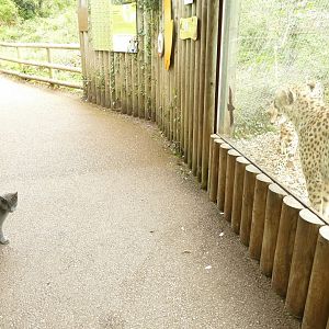 Cheetahs and domestic cat, May 2021