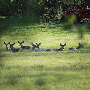 Herd of White-Tailed Deer