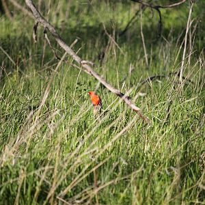 Northern Cardinal (Cardinalis cardinalis)