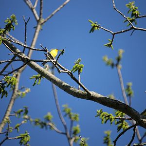 American Goldfinch in a tree