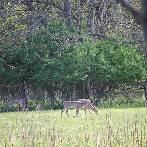 White-Tailed Deer