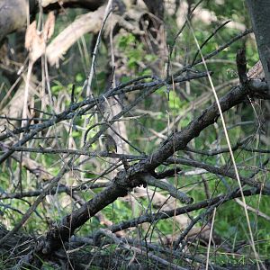 Palm Warbler (Setophaga palmarum)