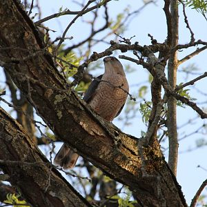 Cooper's hawk finishing a meal