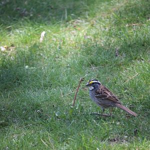 White-Throated Sparrow eating a dandelion