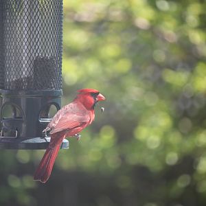 Cardinal at my feeder