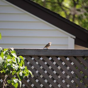 House Wren (Troglodytes aedon)
