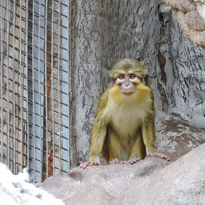 Gabon talapoin [2015]