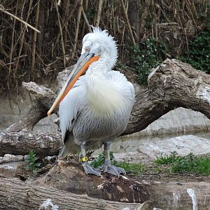 Dalmatian pelican [2015]