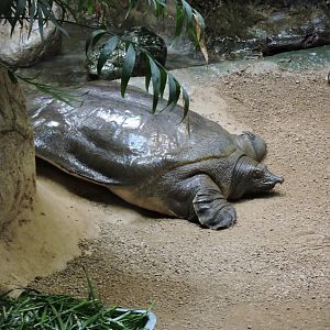 African softshell turtle [2015]