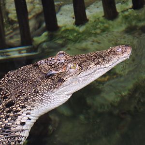 Saltwater crocodile [2015]