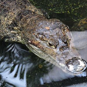 Spectacled caiman with a coin on its head [2015]