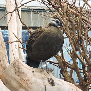 Palawan peacock-pheasant [2015]