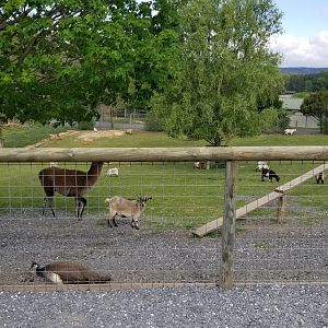 Virginia Safari Park - Goats