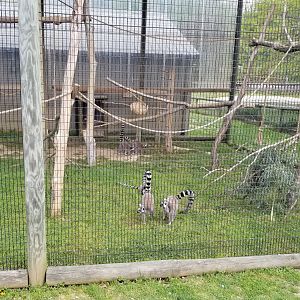 Virginia Safari Park - Ring-tailed lemur