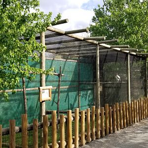Virginia Safari Park - King vulture, previously held VDD's hornbill and curassow