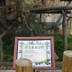 Virginia Safari Park - Red-handed Tamarin baby