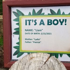 Virginia Safari Park - Brown-headed Spider Monkey baby