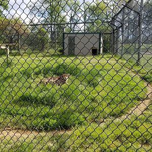Virginia Safari Park - King Cheetah "Mona Lisa"