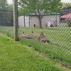 Virginia Safari Park - King cheetah cubs, now 1 1/2 years old