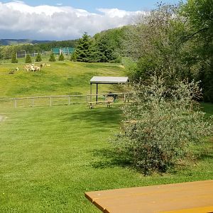 Virginia Safari Park - View of alpacas from cheetah area