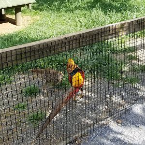 Virginia Safari Park - Golden pheasant male and female