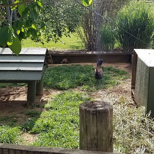 Virginia Safari Park - Inside aviary, Polish chicken