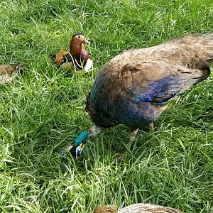 Virginia Safari Park - Mandarin ducks, green peafowl