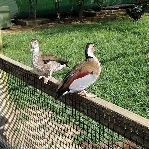 Virginia Safari Park - Ringed teals