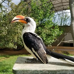 Virginia Safari Park - Von der Decken's Hornbill