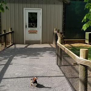 Virginia Safari Park - Entrance/exit from aviary