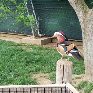 Virginia Safari Park - Mandarin duck