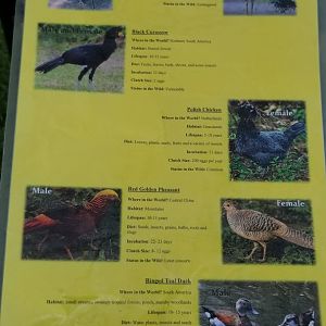 Virginia Safari Park - Aviary species