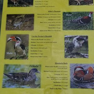 Virginia Safari Park - Aviary species