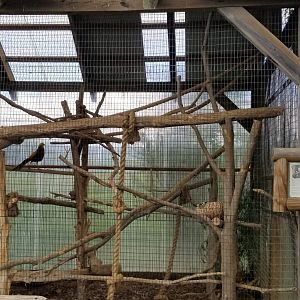 Virginia Safari Park - Golden pheasants in tamandua exhibit