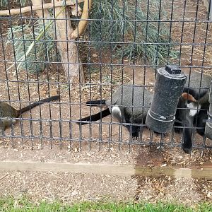 Virginia Safari Park - De Brazza's monkeys