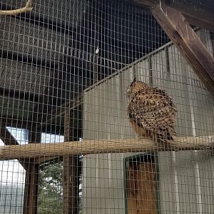 Virginia Safari Park - Eurasian Eagle-Owl
