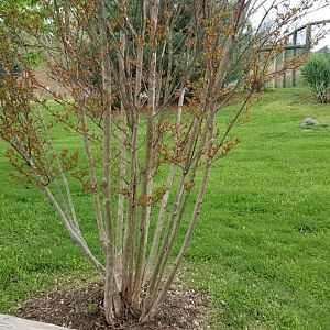 Virginia Safari Park - Radiated tortoises