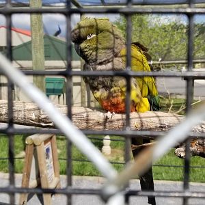 Virginia Safari Park - Burrowing parrot