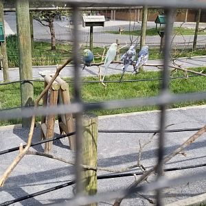 Virginia Safari Park - Budgies