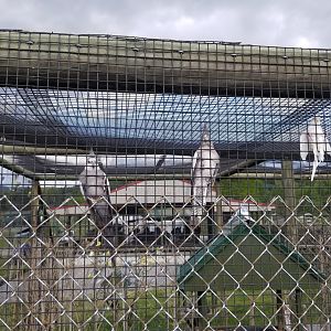 Virginia Safari Park - Cockatiels