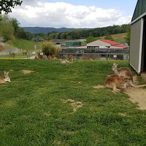 Virginia Safari Park - Red kangaroos