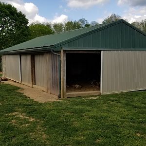Virginia Safari Park - Red kangaroos