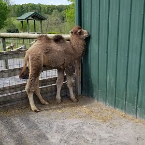 Virginia Safari Park - Bactrian camel calf