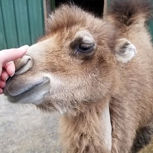 Virginia Safari Park - Bactrian camel calf
