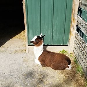Virginia Safari Park - Llama baby