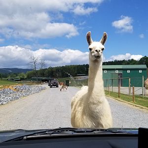 Virginia Safari Park - Llama