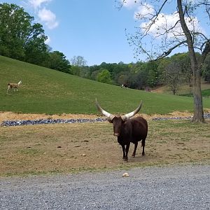 Virginia Safari Park - Ankole-Watusi cattle